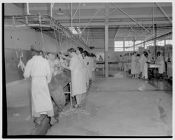 Workers in chicken factory
